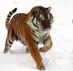 a tiger running in the snow with it's front paws on its hind legs