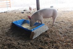 a small pig eating out of a blue bowl