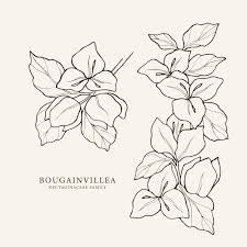 three different types of leaves on a white background with the words bougainvillia