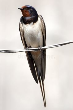 a small bird sitting on top of a wire