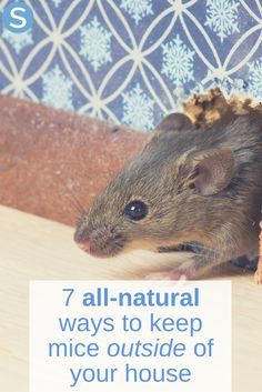 a mouse sitting on top of a wooden table next to a piece of paper with the words, 7 natural ways to keep mice outside of your house