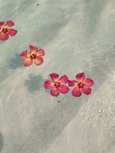 three red flowers floating on top of the sand in shallow water, with one flower sticking out of it's center