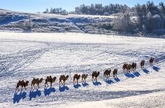 a herd of horses walking across a snow covered field