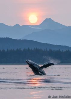 a whale jumping out of the water at sunset