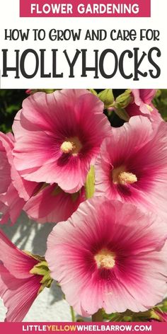 pink flowers with text overlay that reads, how to grow and care for hollyhocks