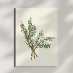 "Creeping Juniper. Juniperus horizontalis (1925) by Mary Vaux Walcott - 8x12 - Wall Art Poster Print" Creeping Juniper, Juniperus Horizontalis, Wall Art Poster, Art Poster, Posters Art Prints, Poster Wall Art, All Products, Poster Print, Poster Art