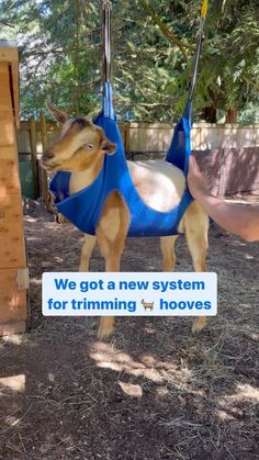 a baby horse in a blue harness is being held up by a sign that says we got a new system for trimming horses