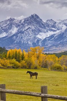 a horse in a field with mountains in the background