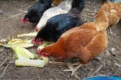 several chickens and roosters eating food on the ground