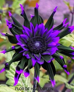 a purple flower with green leaves in the background