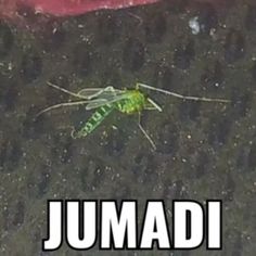 a green insect sitting on the ground with words jumadi in front of it