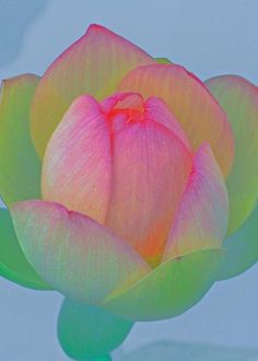 a large pink flower with green leaves in the foreground and a light blue background