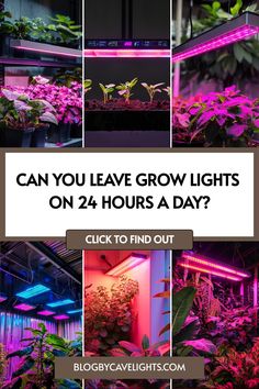 plants growing in different stages and colors with text that reads can you leave grow lights on 24 hours a day?