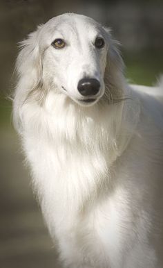 a white dog with long hair standing in front of the camera and looking off into the distance