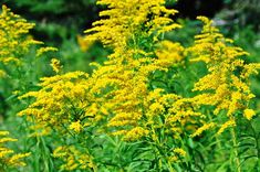 some yellow flowers are growing in the grass