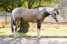 a brown and white horse standing next to a tree