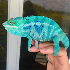 a small blue chamelon sitting on top of a person's hand in front of a window