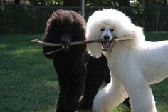 Lets Play Poodle Hair, Pretty Poodles, Yorkshire Terrier Puppies, Chesapeake Bay