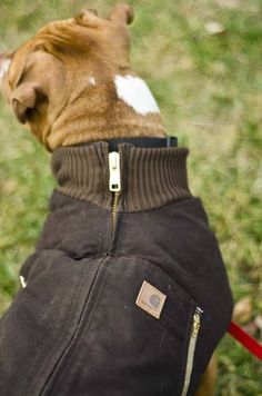 a small dog wearing a jacket on top of it's back in the grass