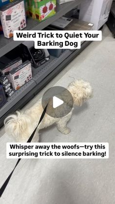 a white dog on a leash standing in front of a store counter with the words weird trick to quiet your barking dog