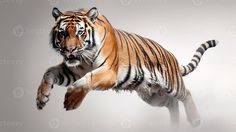 a large tiger jumping in the air