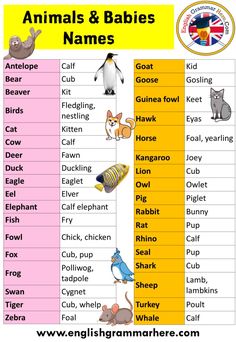 animals and babies names in english