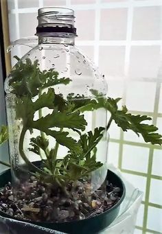 a plant in a glass container with water on top