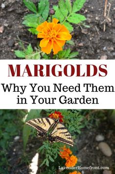 yellow and orange flowers with the words margolds why you need them in your garden