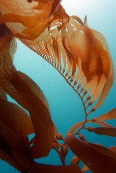 an image of seaweed in the water