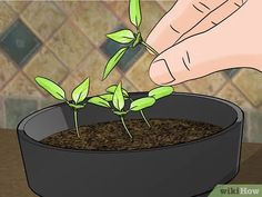 a potted plant is being sprout from the ground by someone's hand