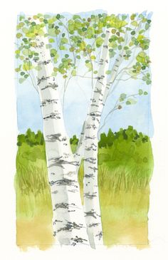 a watercolor painting of two white birch trees