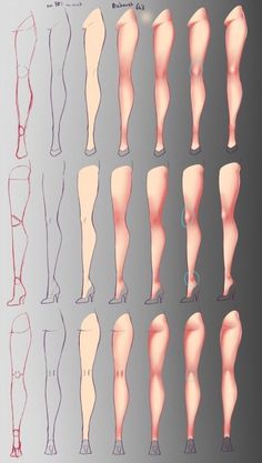 an image of different types of legs