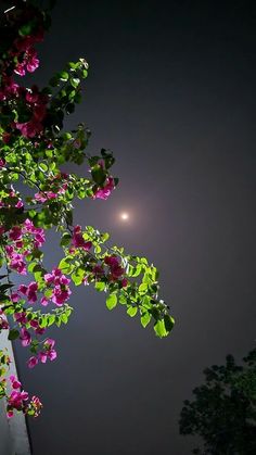 the moon shines brightly in the night sky above pink flowers on a tree branch