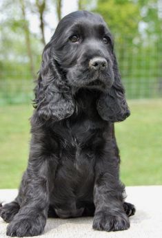 a black dog sitting on top of a wooden table next to a green grass covered field