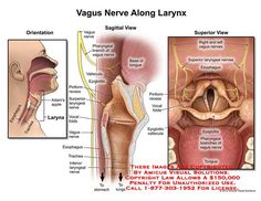 diagram of vagus nerve along larynx with description and description