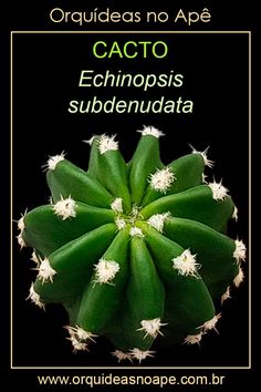 an image of a cactus with the caption cacto echinopis subdenuata