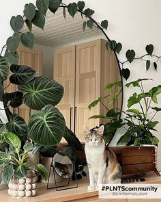 Les avantages des plantes de chambre Indoor Plants Decor Living Room, Indoor Plants Styling, Plant Mama, Trendy Plants, Cat Plants, Bedroom Plants, Plant Aesthetic