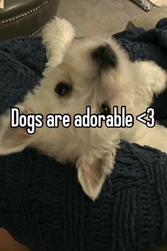 a small white dog laying on top of a blanket