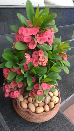 a potted plant with pink flowers and green leaves on the side of a building