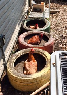 chickens are sitting in old tires on the ground