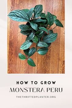 Monstera Peru Monstera Peru Plant, Peru Plant, Houseplant Styling, Monstera Peru, Plants Monstera, Houseplant Care, Popular Hobbies