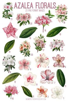 flowers with green leaves are shown in this image, and the names below them mean azalea florals