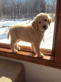 a small dog standing on top of a window sill in front of a snow covered yard