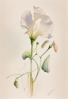 a watercolor painting of a white flower with green stems and petals on a light background