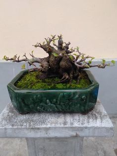 a bonsai tree in a green pot with moss