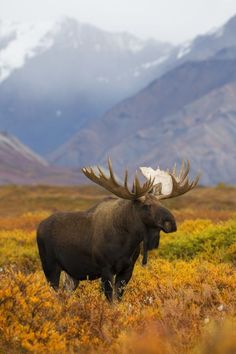 a large moose standing on top of a lush green field covered in yellow and orange flowers