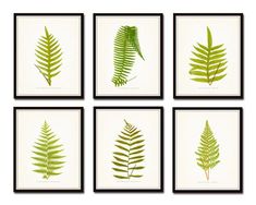 four green leaves are shown in six different frames