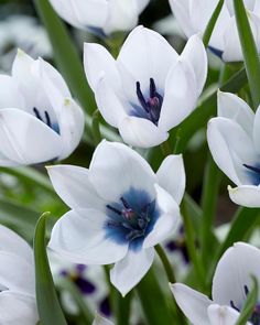 white and blue flowers are blooming in the garden