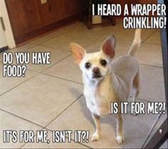 a small dog standing on top of a tile floor next to a tv screen with the caption do you have food? it's for me, isn't it?