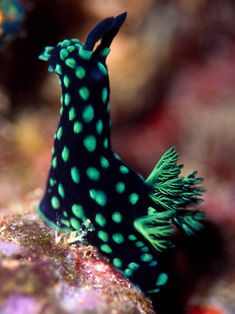 four pictures of different types of sea animals on the ocean floor, including an animal with spots